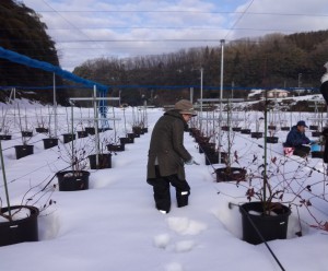 ブルーベリーの圃場　雪の深さ